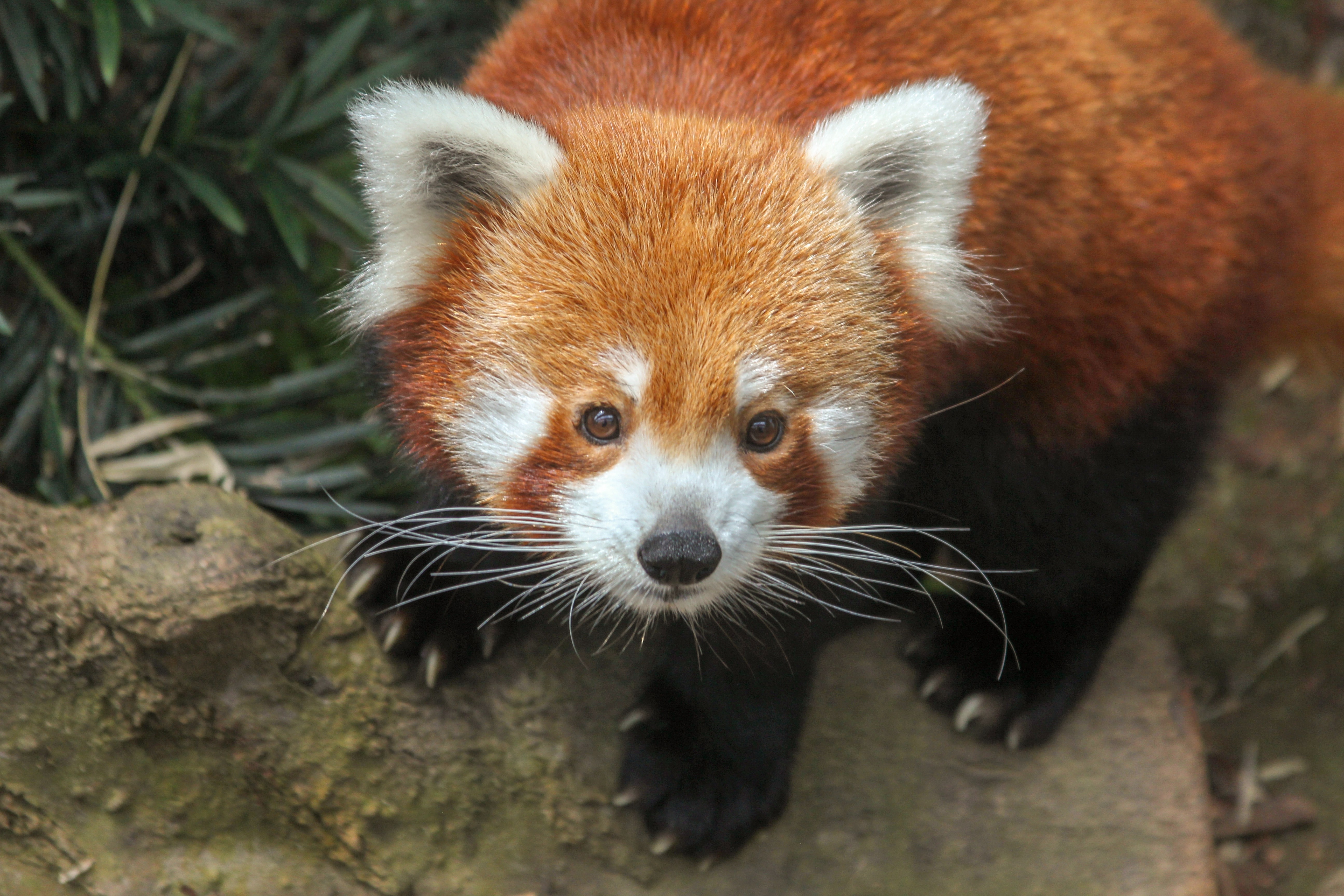 A red panda